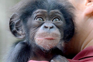 Oficer francuski nauczył szympans do gotowania jedzenia Oficer francuski nauczył szympans do gotowania jedzenia